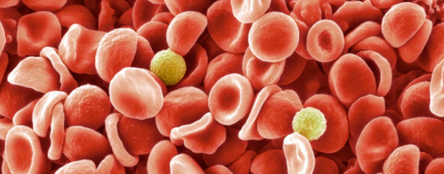 Unraveling the Mystery of the MAL Blood Group: A 50-Year Journey 1 Screenshot 20250104 2049502
