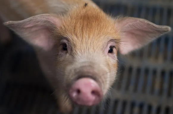 Decoding Animal Emotions: How AI is Bridging the Communication Gap 1 Screenshot 20250216 2345402