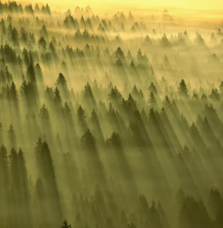 Can Big Tech Clean Up the Messy World of Carbon Offsets? 1 Screenshot 20250219 1743072