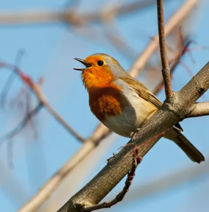 Google Integrates Chirp 3 Voice AI Into Vertex AI for Developers 1 Screenshot 20250317 1856102
