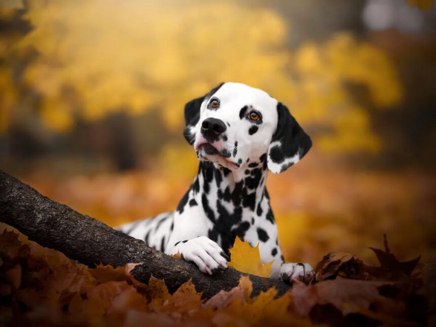Stem Cell Therapy for Pets: Gallant's FDA Push Explained 1 blogger image efEexXz529