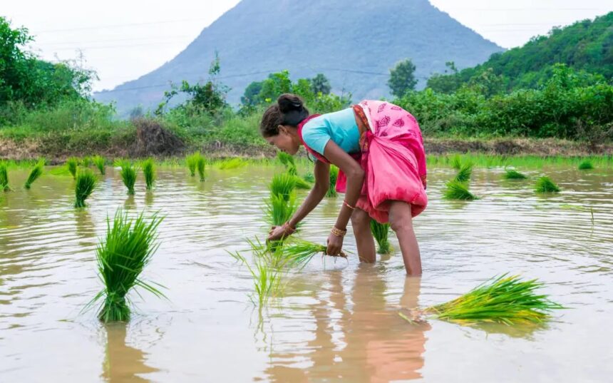 AI Startup Helps Rice Farmers Tackle Climate Change 1 blogger image rzstZYRuAc