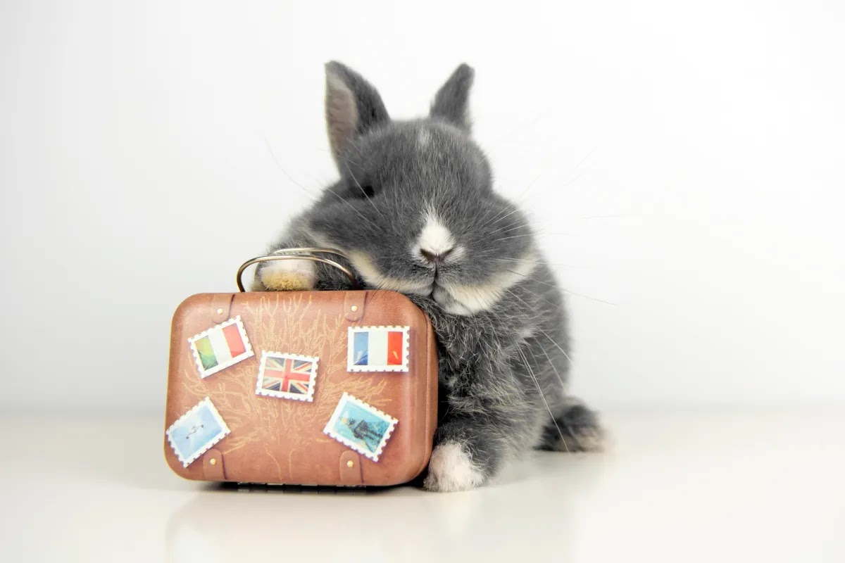 Travel App Hopper to Pay $35M in FTC Settlement Over ‘Unfairly’ Charging Hidden Fees 1 blogger image rYe920UEhk
